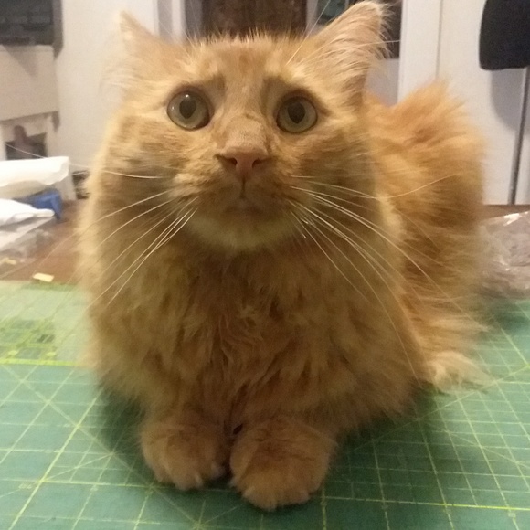 Meet your Posher, Karen - Picture 1 of 1